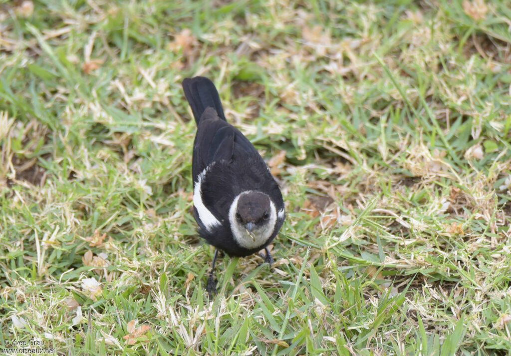 Ruaha Chat