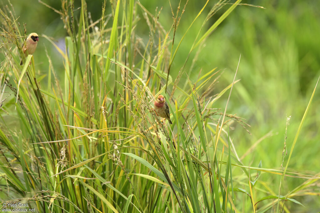 Red-billed Quelea