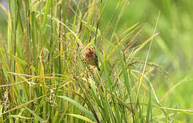 Red-billed Quelea