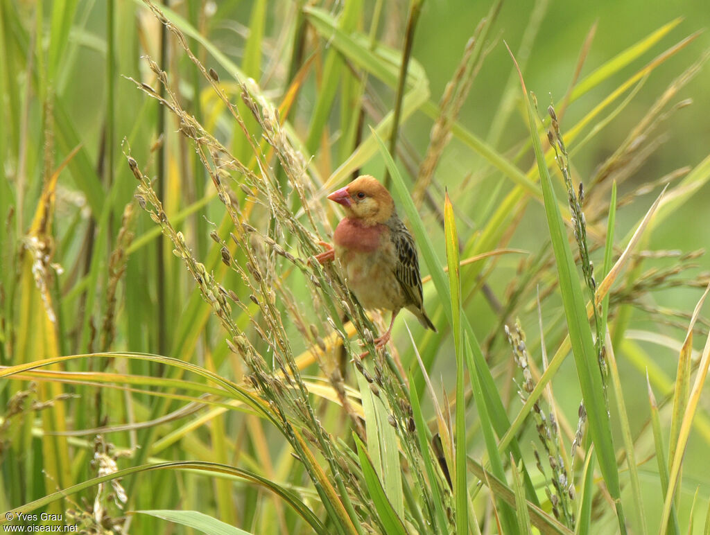 Red-billed Quelea