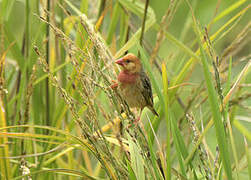 Red-billed Quelea