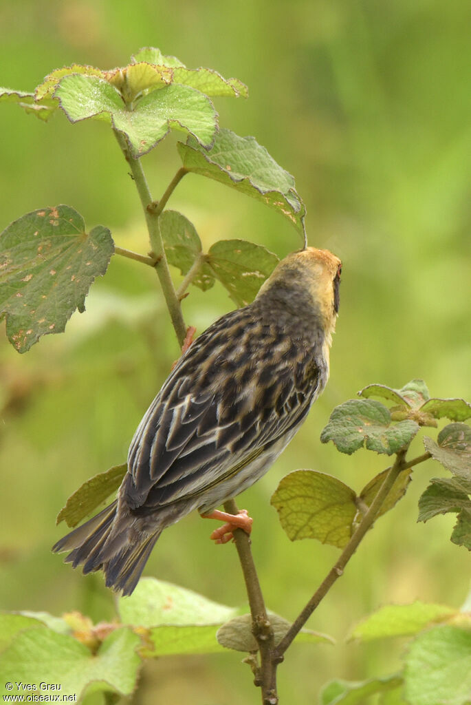 Red-billed Quelea