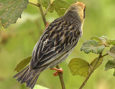 Red-billed Quelea