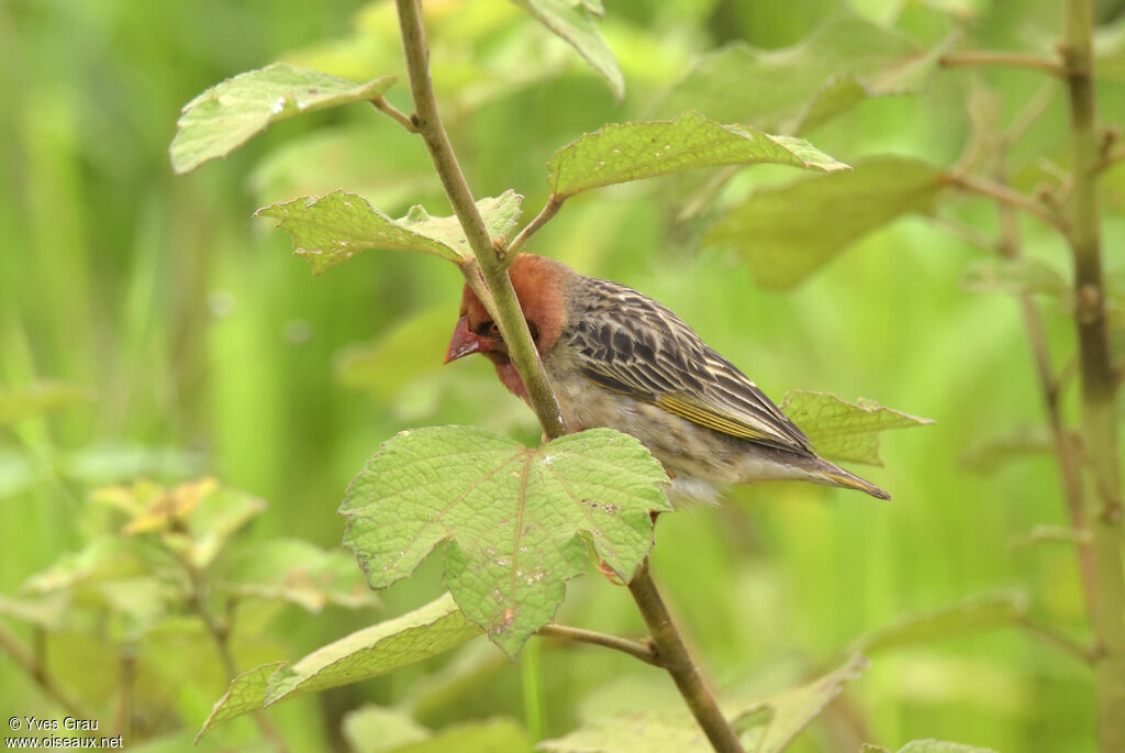 Red-billed Quelea