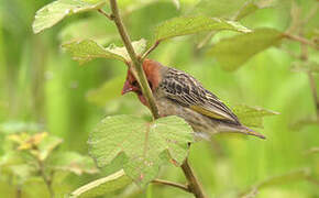 Red-billed Quelea