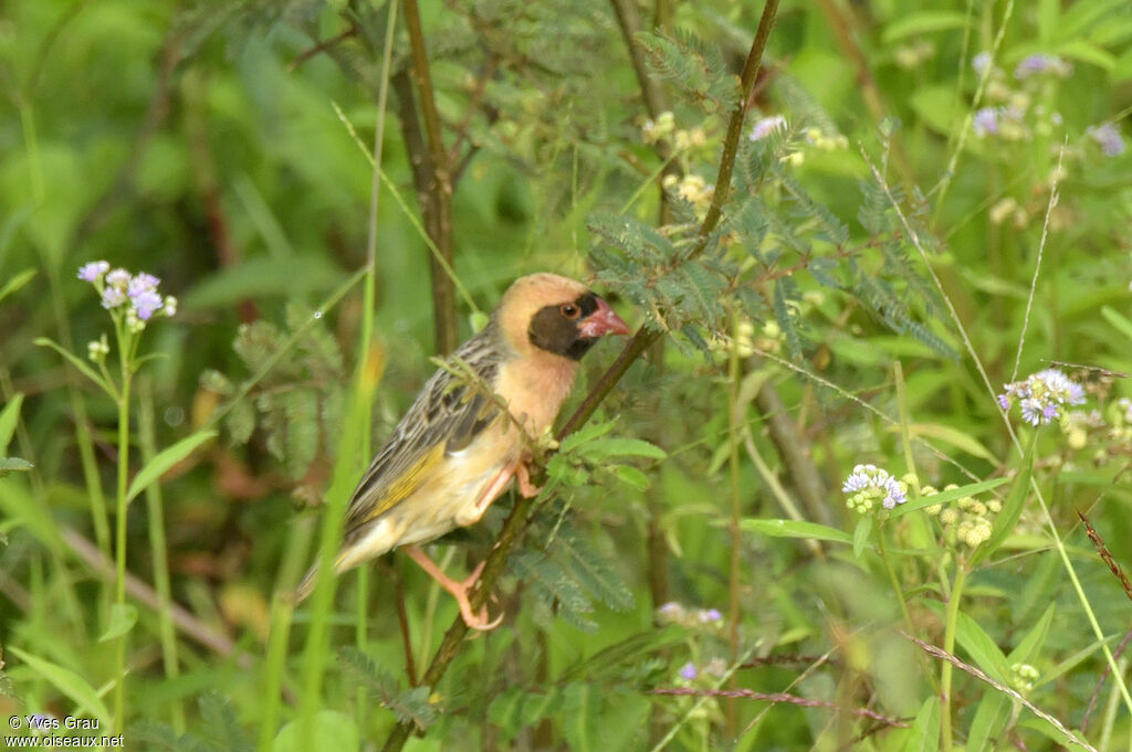 Red-billed Quelea