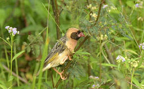 Red-billed Quelea