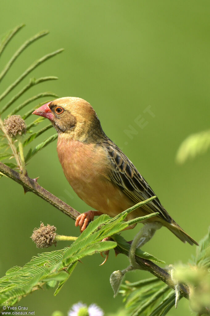 Red-billed Quelea