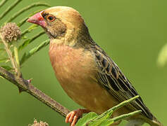 Red-billed Quelea