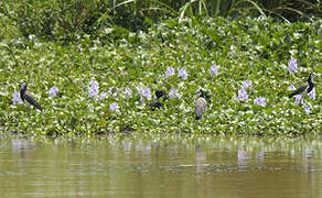 Long-toed Lapwing