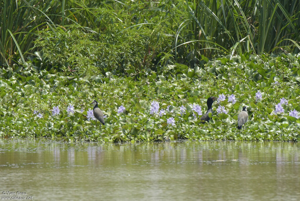 Vanneau à ailes blanches