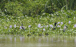 Long-toed Lapwing