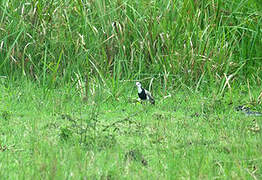 Long-toed Lapwing