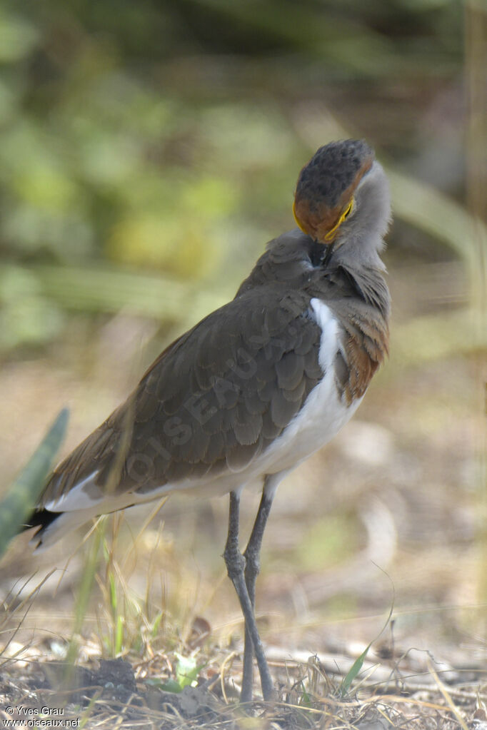 Brown-chested Lapwing