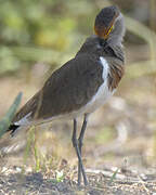 Brown-chested Lapwing