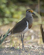 Brown-chested Lapwing