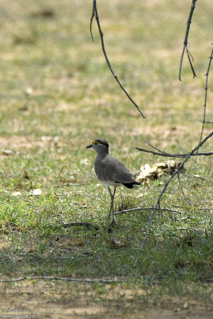 Brown-chested Lapwing