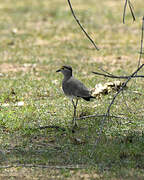 Brown-chested Lapwing