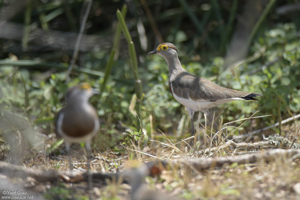 Brown-chested Lapwing