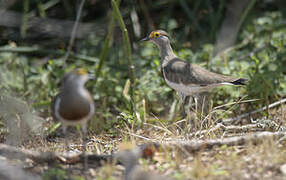 Brown-chested Lapwing