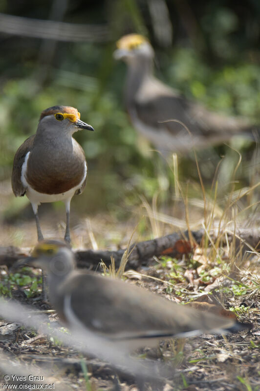 Brown-chested Lapwing