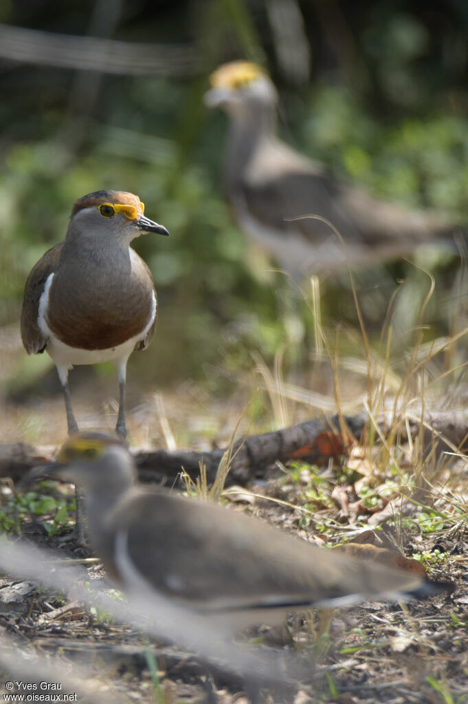 Brown-chested Lapwing