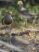 Brown-chested Lapwing