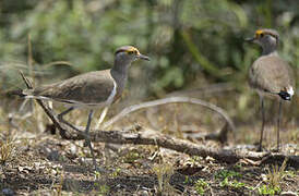 Brown-chested Lapwing