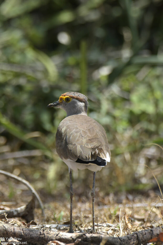 Brown-chested Lapwing