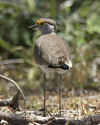 Brown-chested Lapwing