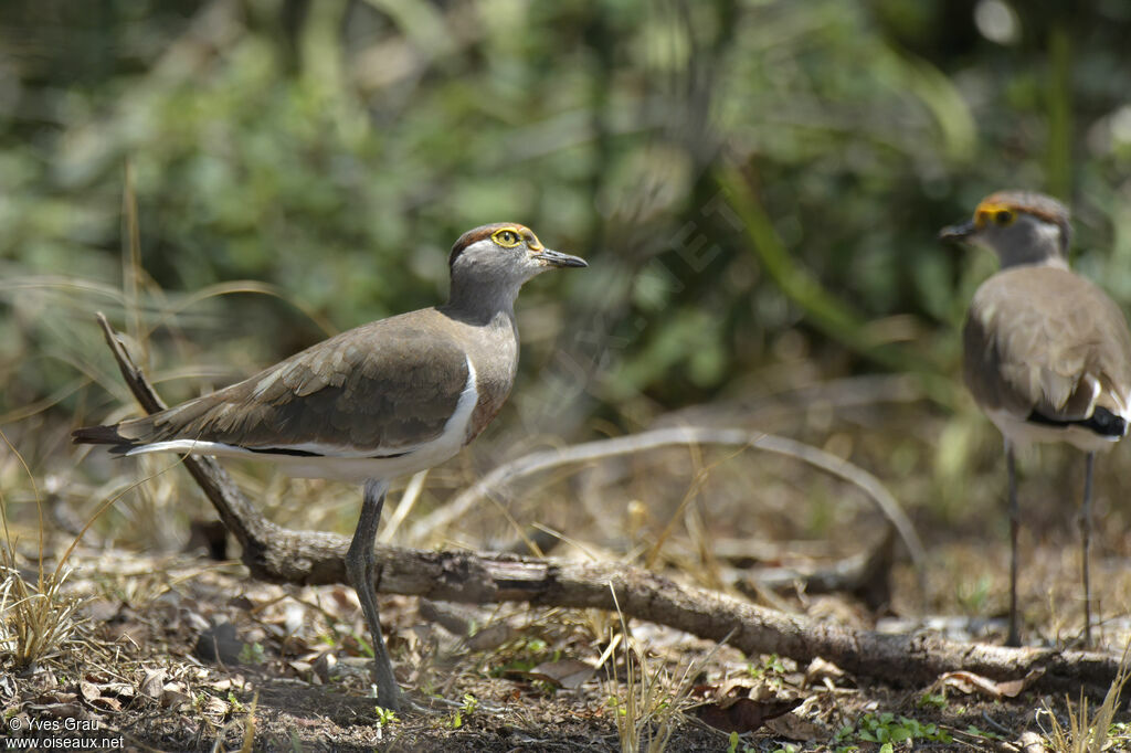 Brown-chested Lapwing