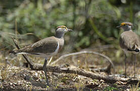 Brown-chested Lapwing