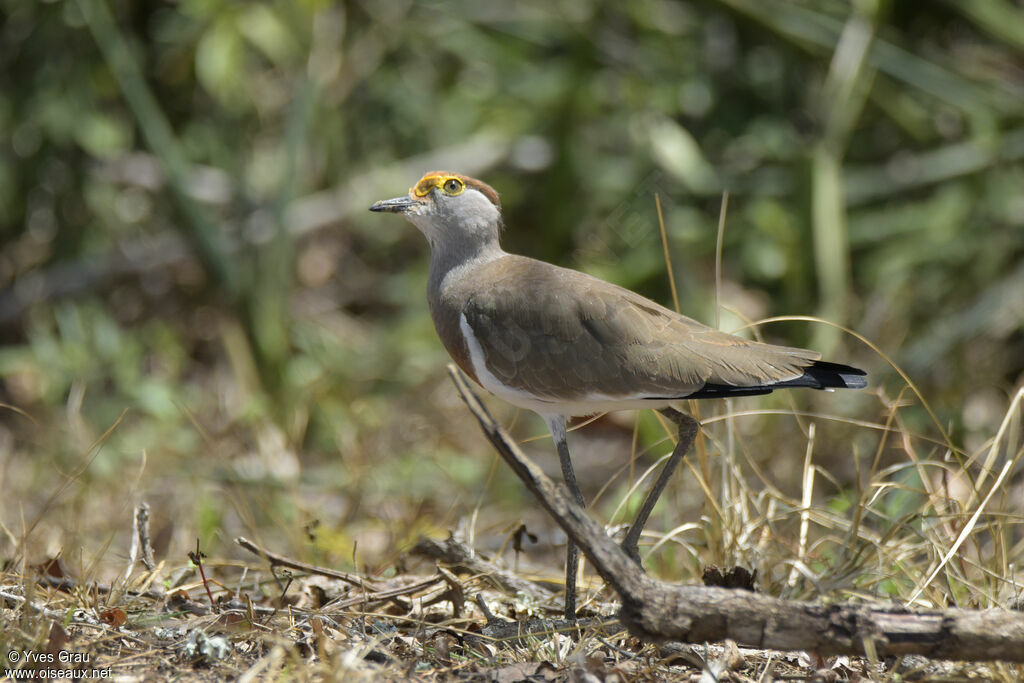 Brown-chested Lapwing