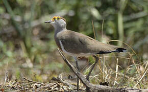 Brown-chested Lapwing