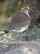 Brown-chested Lapwing