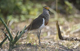 Brown-chested Lapwing