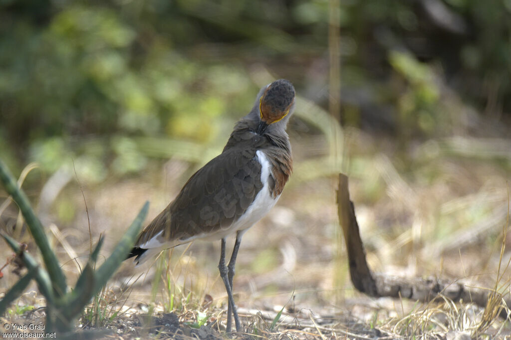 Brown-chested Lapwing