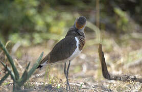 Brown-chested Lapwing