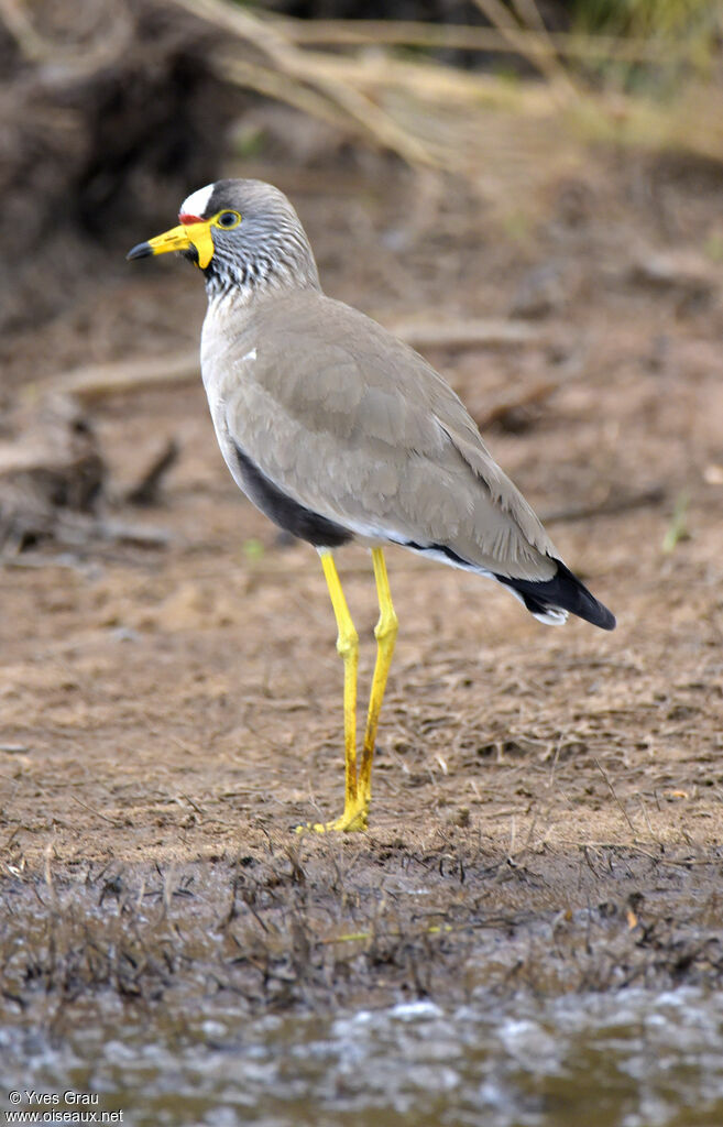 African Wattled Lapwing