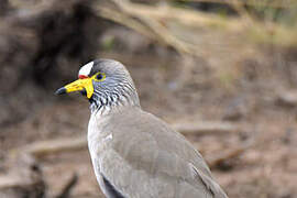 African Wattled Lapwing