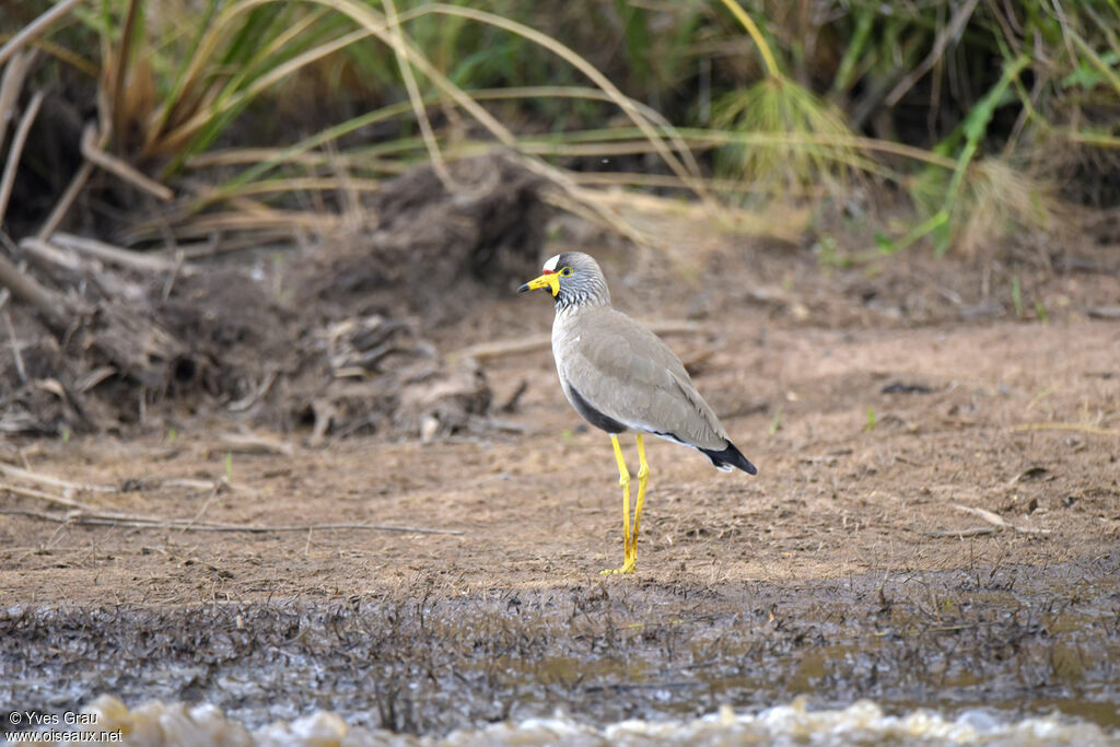 Vanneau du Sénégal