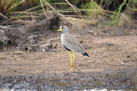 African Wattled Lapwing