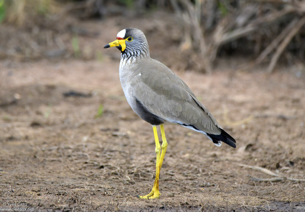 African Wattled Lapwing