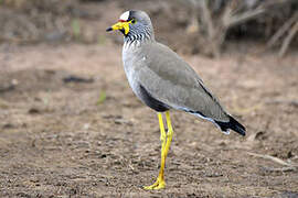 African Wattled Lapwing