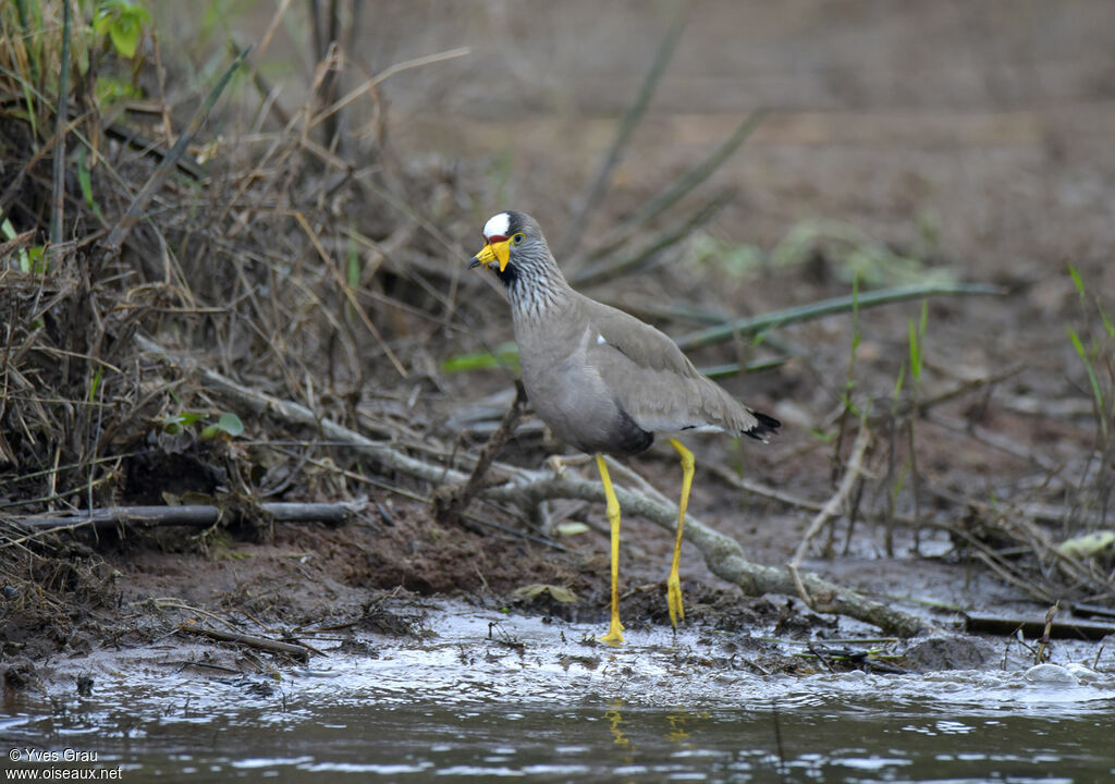 African Wattled Lapwing