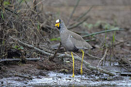 African Wattled Lapwing