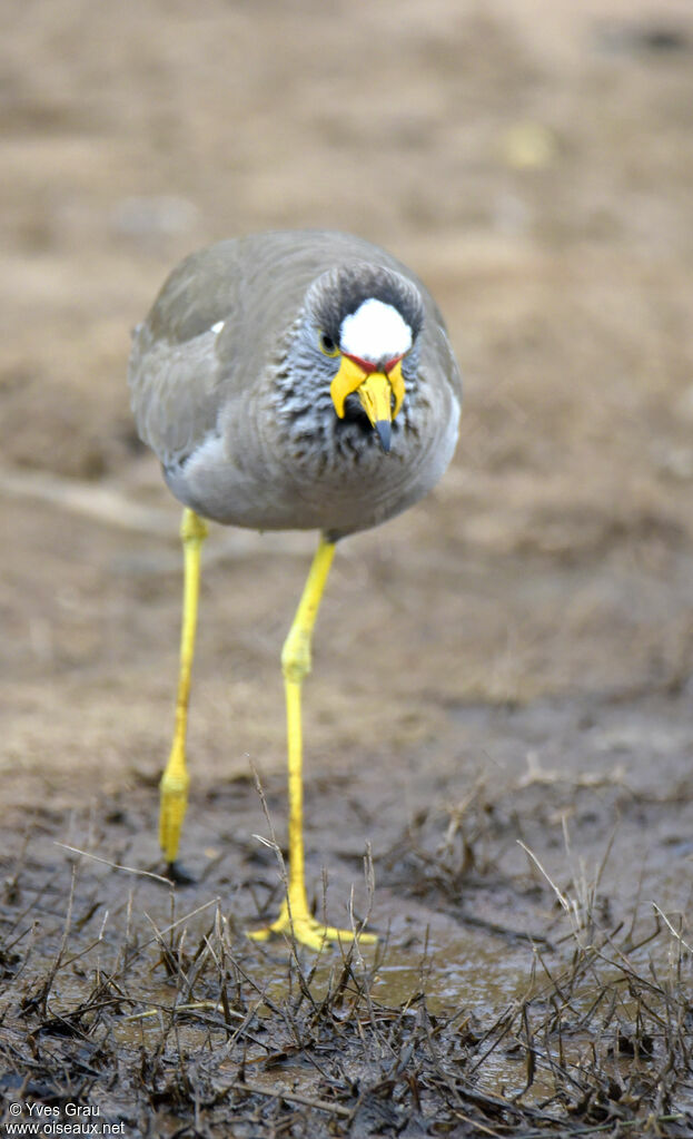 African Wattled Lapwing