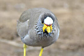 African Wattled Lapwing