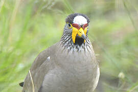 African Wattled Lapwing