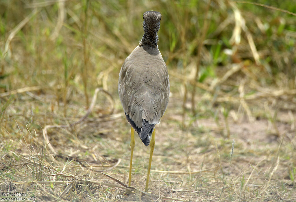 Vanneau du Sénégal